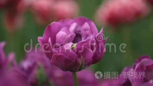 田野上的紫色郁金香