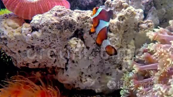 小丑鱼在有珊瑚的水池里游泳视频