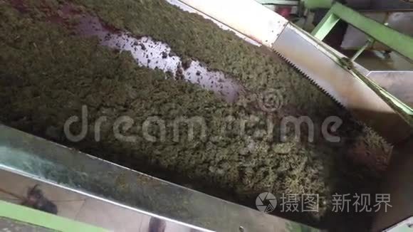 工厂机器输送机上的茶叶原料视频