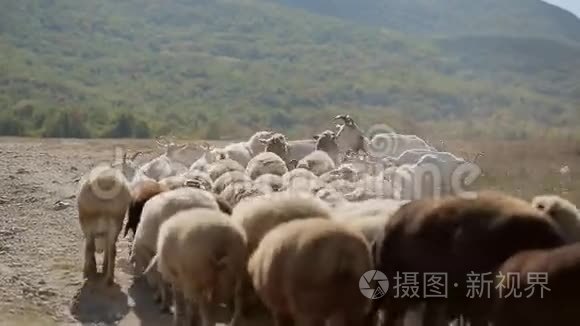 在草地上放牧的绵羊和山羊群视频
