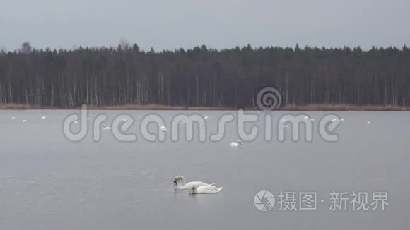 斯洛卡斯湖里的大雁和天鹅