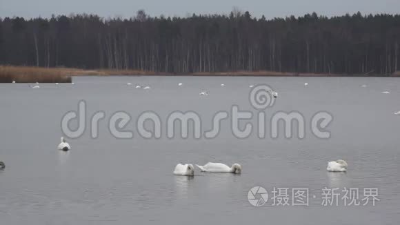 斯洛卡斯湖里的大雁和天鹅