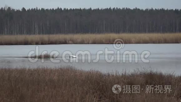 斯洛卡斯湖里的大雁和天鹅视频