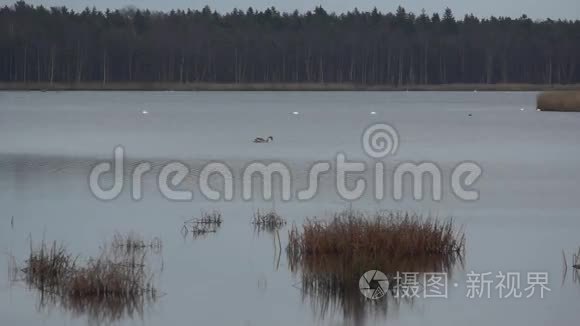 斯洛卡斯湖里的大雁和天鹅视频