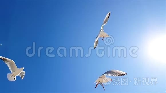 海鸥在天气好的时候顶着天空飞翔. 海鸥在天空的背景下缓慢运动，更大的白色