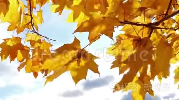 阳光透过秋天的枫叶视频