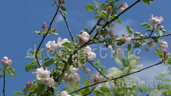 朵朵春苹果枝花.