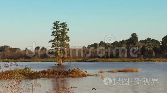 佛罗里达湿地的日落视频