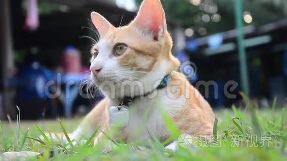 泰国家猫在花园里玩