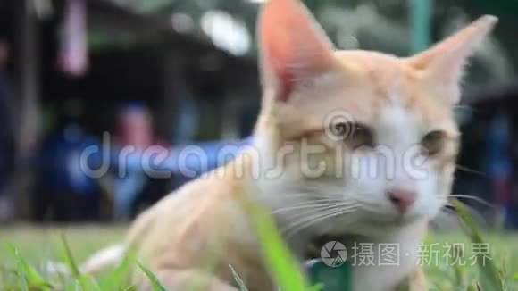 泰国家猫在花园里玩