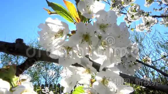 苹果花在四月视频