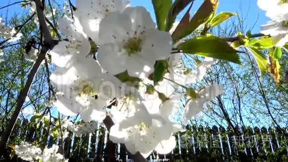 苹果花在四月视频