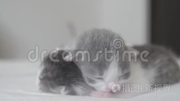 搞笑视频两只可爱的新生小猫在床上集体睡觉.. 宠物概念，生活方式，宠物概念。 小猫条纹