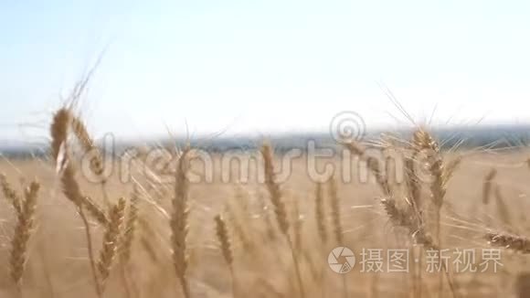 小麦麦田日落景观慢动作视频.. 农民智慧农业生态理念。 麦田。 耳朵