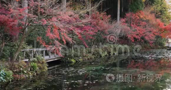 日本岐阜森林的红叶视频