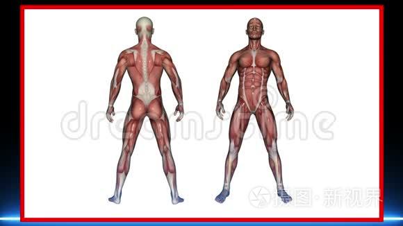 男性肌肉人体解剖扫描视频