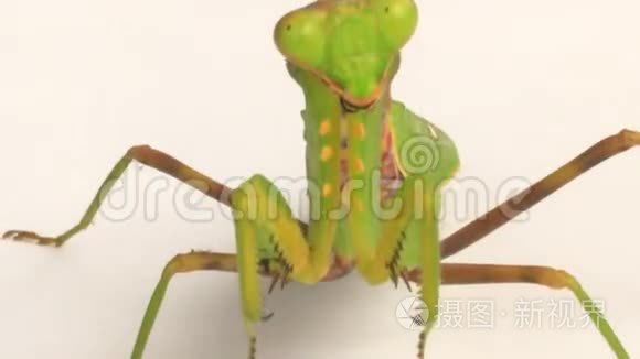 白色背景上的螳螂视频