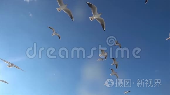 海鸥鸟在蓝天上缓慢地飞翔