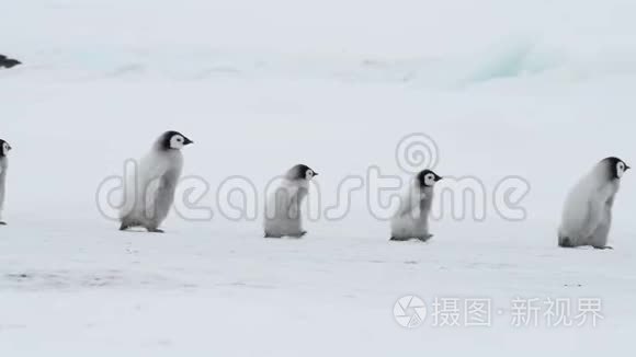 企鹅皇帝带着小鸡在南极洲视频