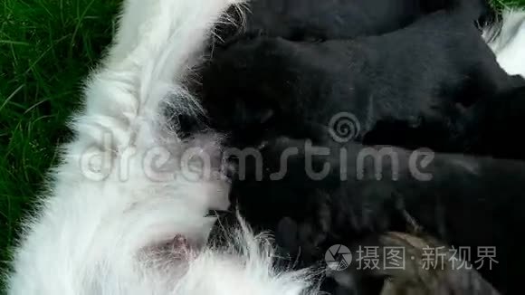 小狗狗在吮吸它的妈妈,新生的小狗在喂食短视频
