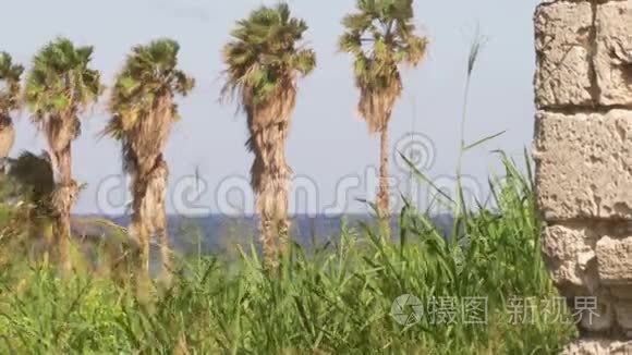 加勒比海岛热带天堂棕榈树视频