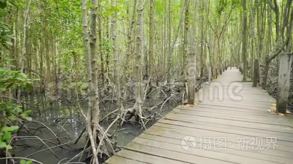 泰国雷公东红树林中的木桥视频