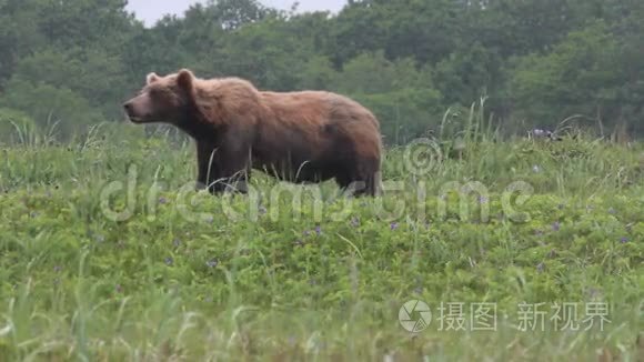 野生棕熊