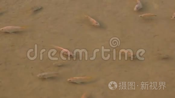 鱼缸鱼的繁殖视频