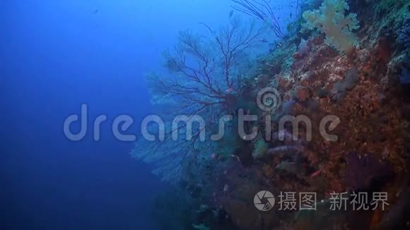 菲律宾的珊瑚礁