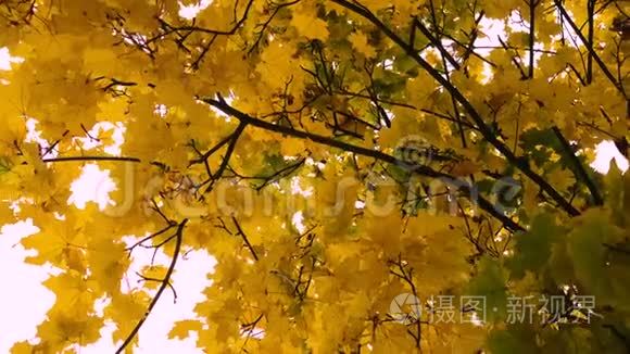 美丽的五彩缤纷的秋枫叶视频