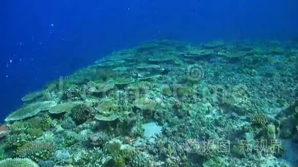 菲律宾的珊瑚礁