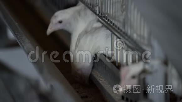 工厂吃鸡饲料视频