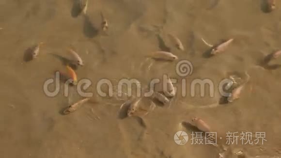 鱼缸鱼的繁殖视频