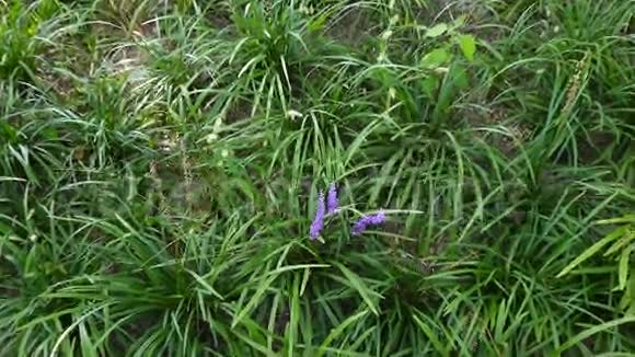 紫花 紫花视频大全 紫花视频合集 摄图新视界视频素材库 紫花 紫花视频大全 紫花视频合集 摄图新视界视频素材库