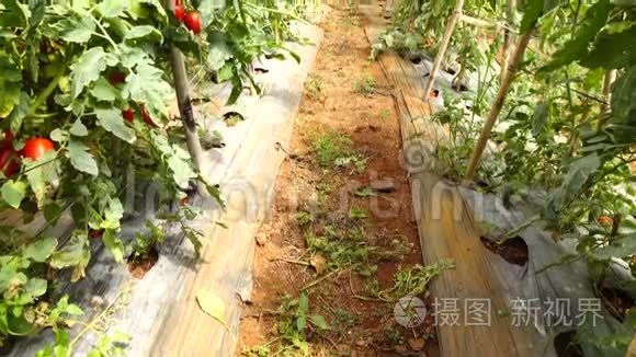 越南拉姆省大拉特市育婴园番茄