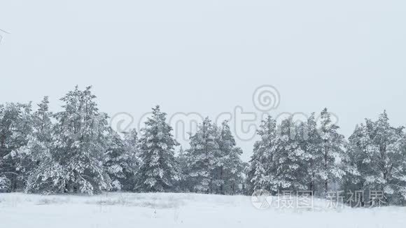 白雪皑皑的野林中飘雪视频