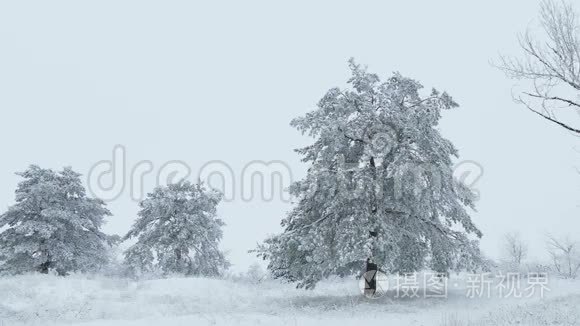 在白雪皑皑的野林中飞翔，在冬天里下雪