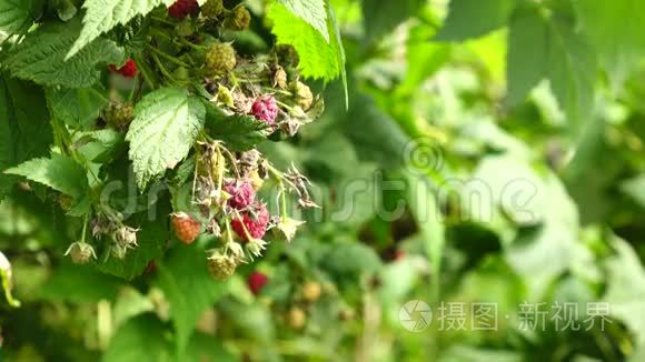 植物和树的健康果实视频