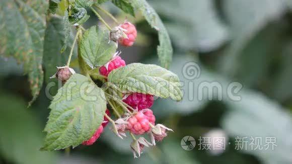 植物和树的健康果实视频