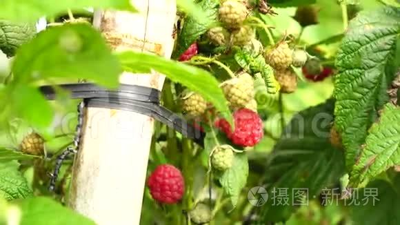 植物和树的健康果实视频