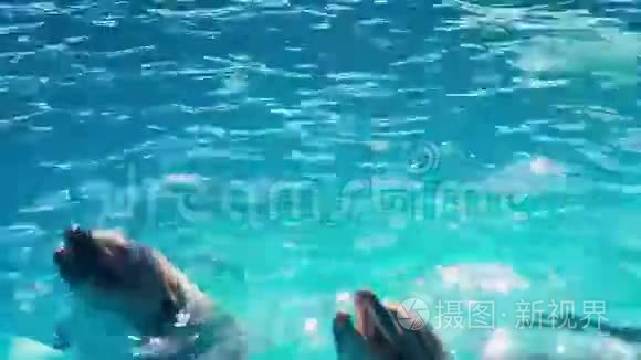 海豚在海豚馆表演视频