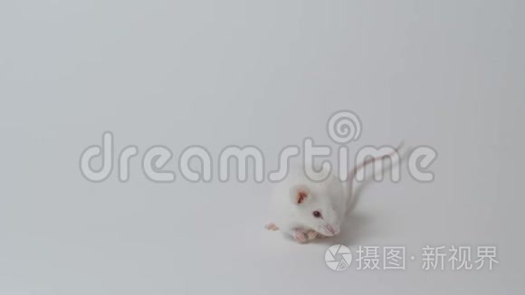白色背景上可爱的小老鼠视频