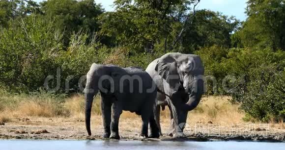 非洲博茨瓦纳野生非洲大象