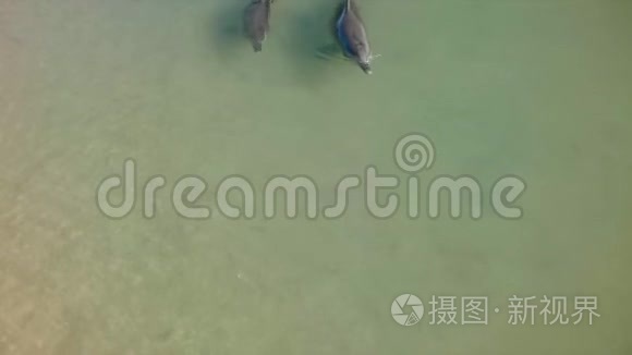 海豚在水中的慢镜头视频