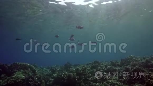 珊瑚礁浅水中的鱼群红海视频