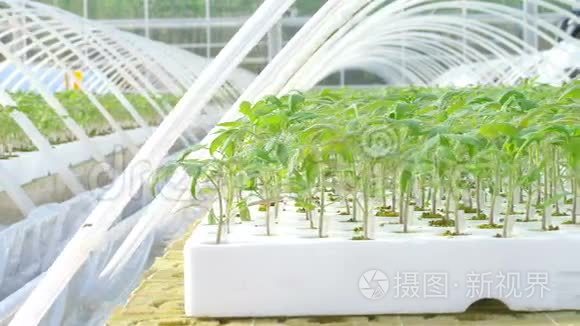 温室里的番茄植物视频