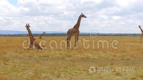 非洲热带草原长颈鹿群