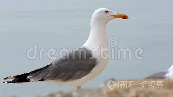 圣巴巴拉城堡里的海鸥视频