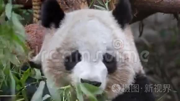 大熊猫吃竹子视频