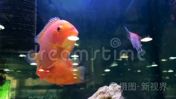 奇异鱼游水族馆视频